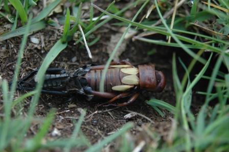 Muta di Gryllus campestris